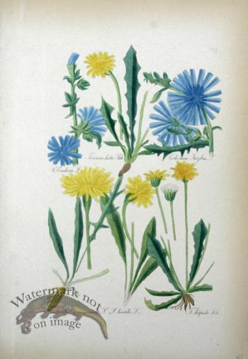 Deutschlands Flora 09